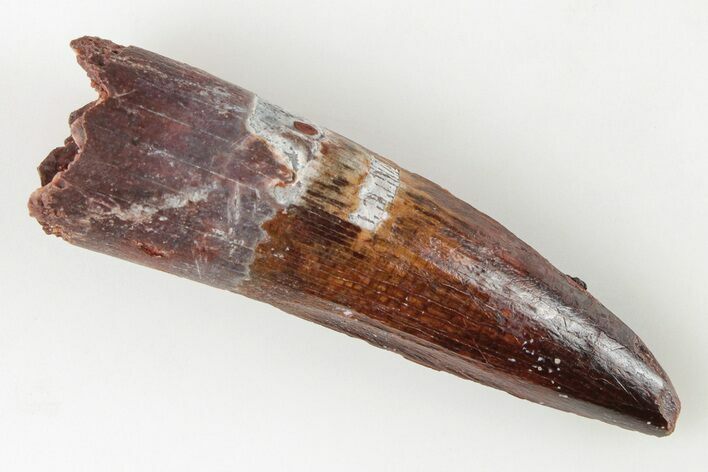 Spinosaurus Tooth - Real Dinosaur Tooth #197235